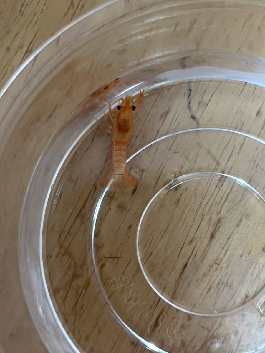 ⑨ざりがに道の】さよならセール！変異レアカラーです！！ピンクデビル1ペア＋♂1セット！評価5未満の入札は削除します。