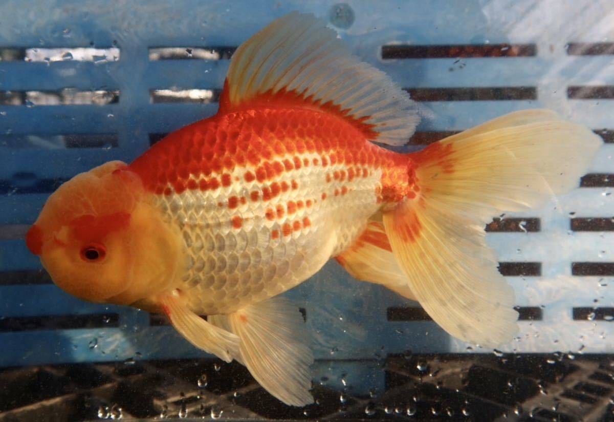 ジャンボ獅子頭 3歳 25センチ メス 錦坂本産 金魚 オランダ 錦鯉 