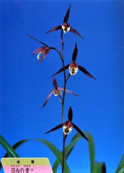 　※　登録品（蘭舎整理品ー日向の誉）いー2_1