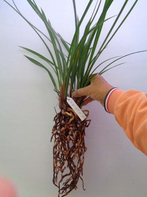 　※　登録品（蘭舎整理品ー日向の誉）いー2_2