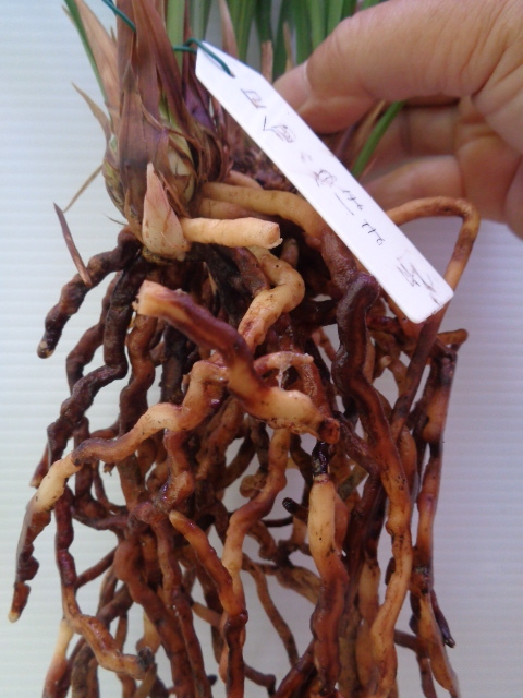 　※　登録品（蘭舎整理品ー日向の誉）いー2_3