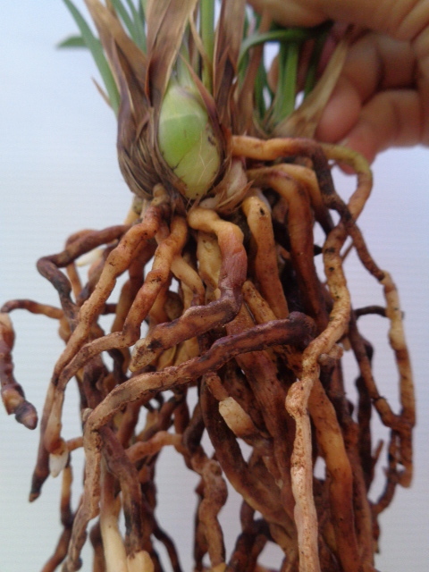 　※　登録品（蘭舎整理品ー日向の誉）いー2_4