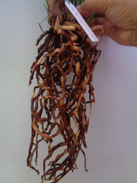 　※　登録品（蘭舎整理品ー日向の誉）いー2_5