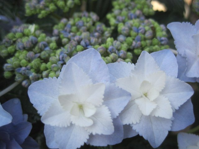 アジサイ開花株 『星の桜』 青 5号鉢 紫陽花 5/27撮影 (花)｜売買され