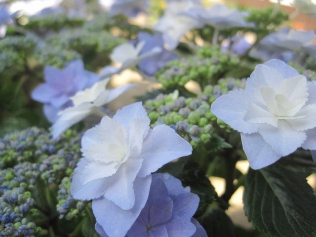 アジサイ開花株 『星の桜』 青 5号鉢 紫陽花 5/27撮影 (花)｜売買され