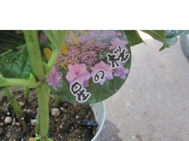 アジサイ開花株 『星の桜』 青 5号鉢 紫陽花 5/27撮影 (花)｜売買され