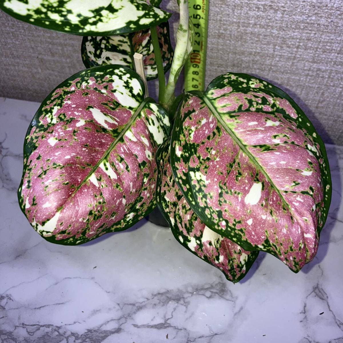 現物出品 アグラオネマ アンヤマニー トリカラー/Aglaonema Unyamanee