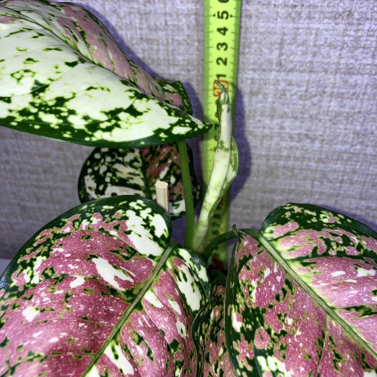 現物出品 アグラオネマ アンヤマニー トリカラー/Aglaonema Unyamanee