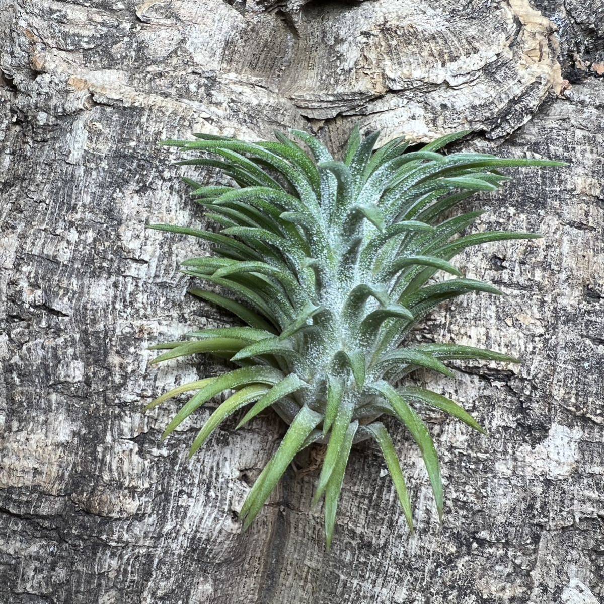 Tillandsia ionantha spp. Philippines 子株 【公式通販】 Tillandsia ionantha spp. Philippines 子株 【公式通販】