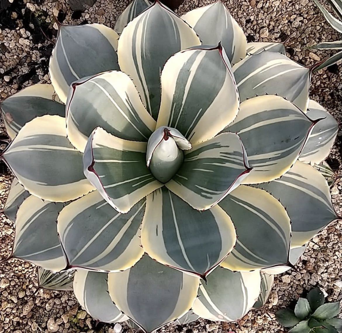 オリザバ パリー アガベ 【公式通販】