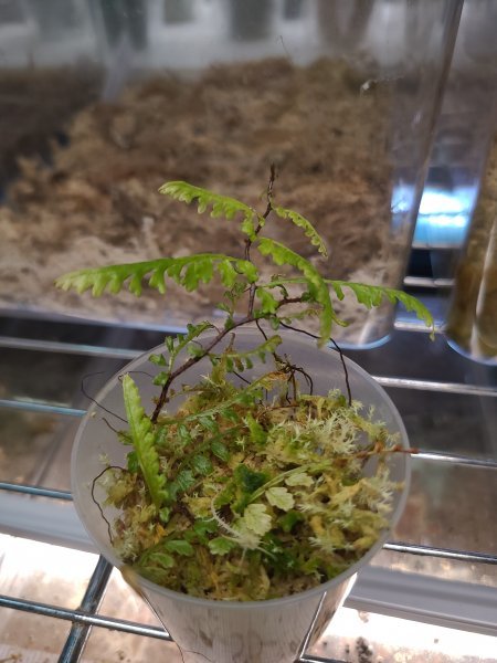 ◇Teratophyllum aculeatum Nanga pinoh TB便 原種◇(観葉植物)｜売買