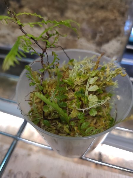 ◇Teratophyllum aculeatum Nanga pinoh TB便 原種◇(観葉植物)｜売買