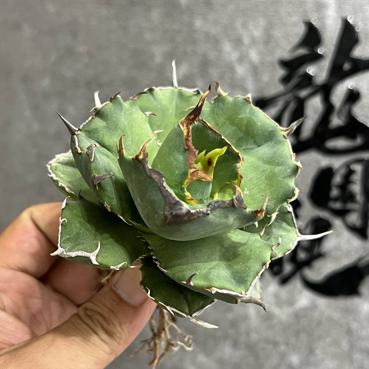 アガベ 多肉植物 チタノタ 強棘 海豹 極上株 公式通販 - Yahoo 