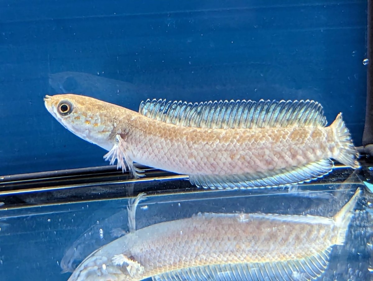 2匹セット toto fish ニューレインボー スネークヘッド 約6〜7cm 食欲 