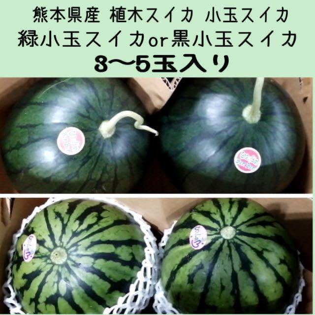 【送料無料◎1スタ!!】熊本県産 植木スイカ 小玉スイカ 緑小玉スイカor黒小玉スイカ 3〜5玉入り 家庭用