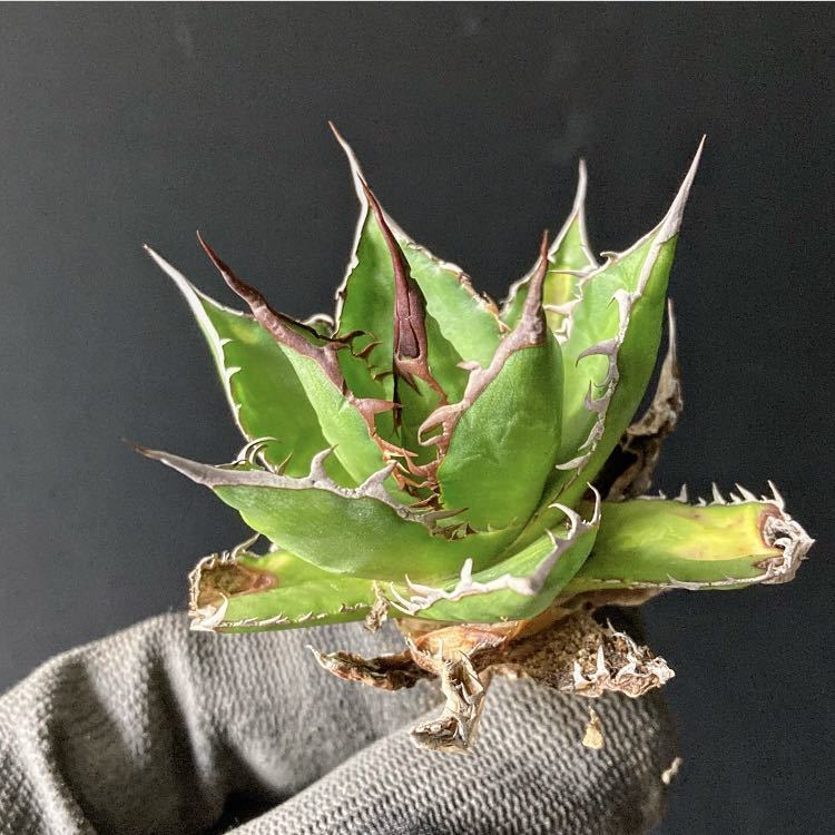 hp 346 アガベ　ホリダ　実生株　osp育成株　w約8cm