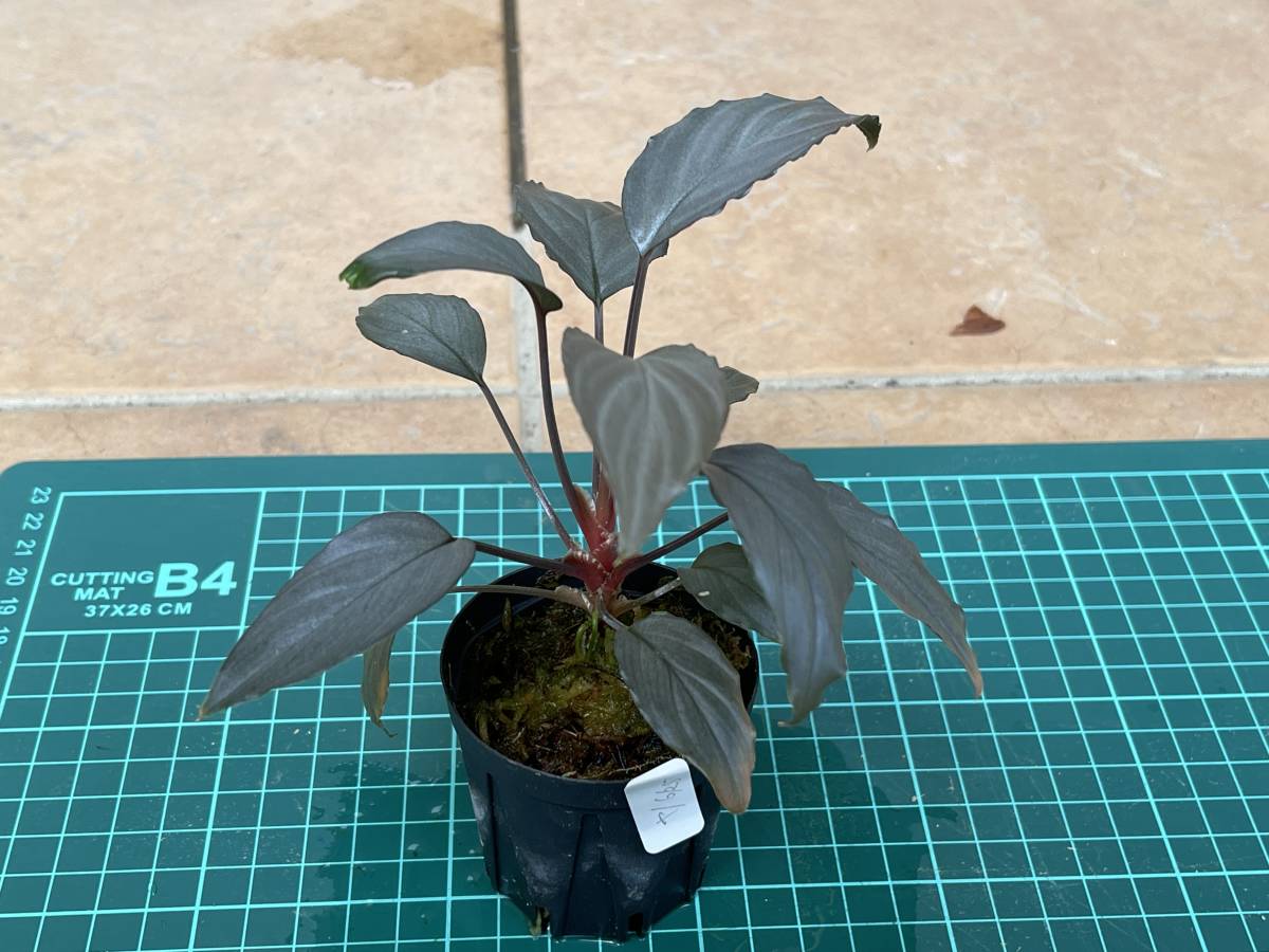 ホマロメナ サファイアベルベット Homalomena sp. Supphire Velvet 