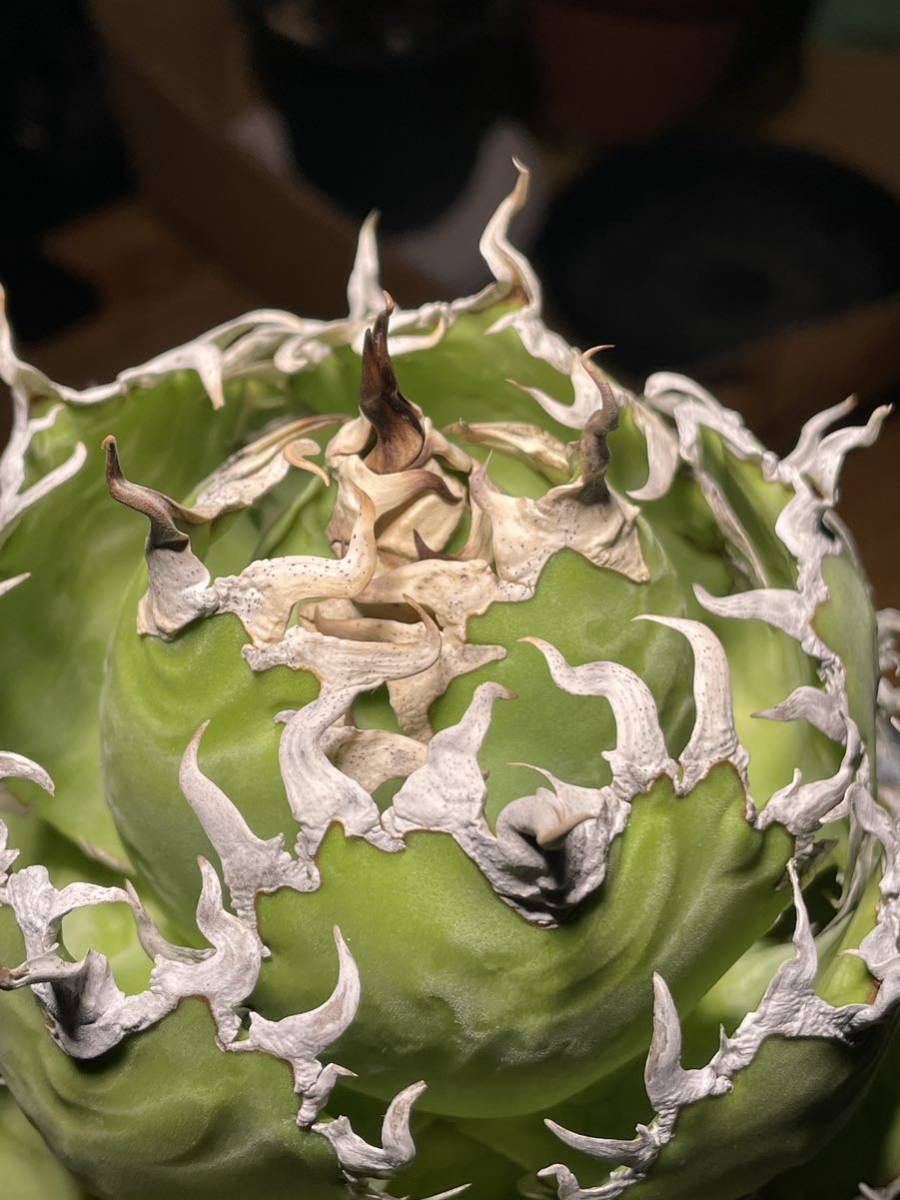 アガベ チタノタ フィリグリー lize産 公式通販