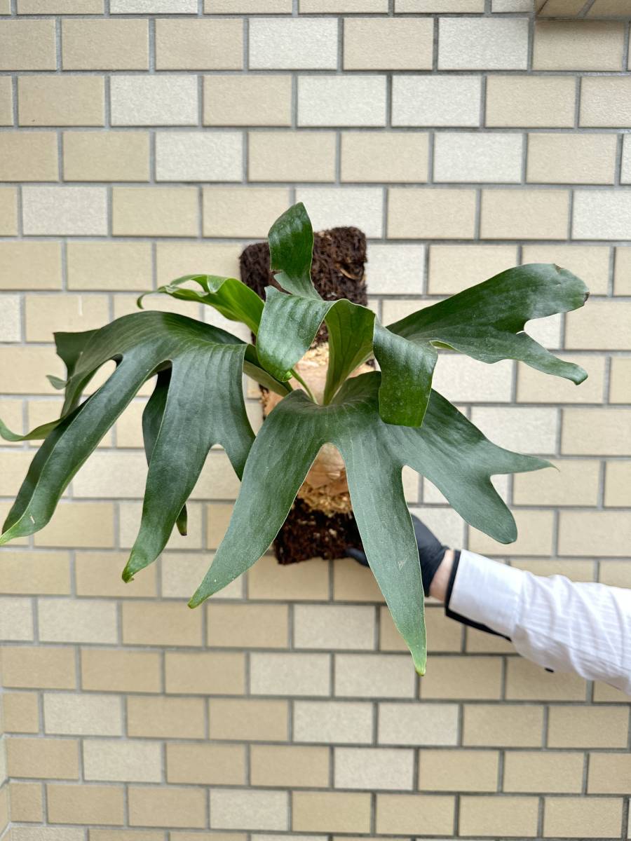 P.willinckii OMG胞子培養前葉体タッパーごと！⑥