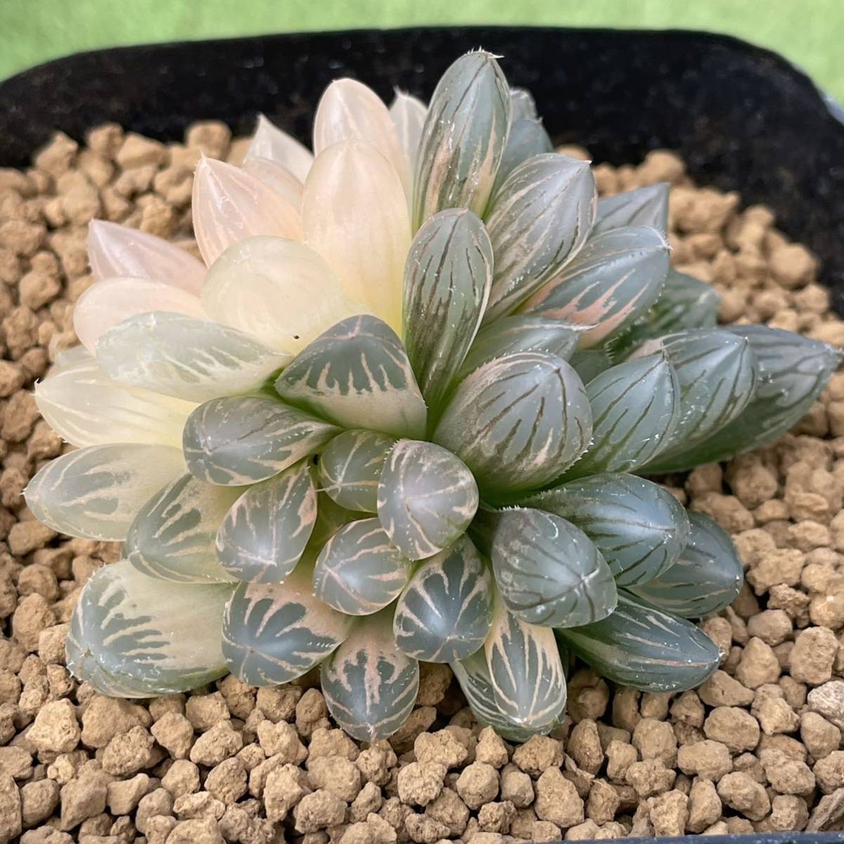 多肉植物^o^ オブツーサ 3頭苗 折畳ん