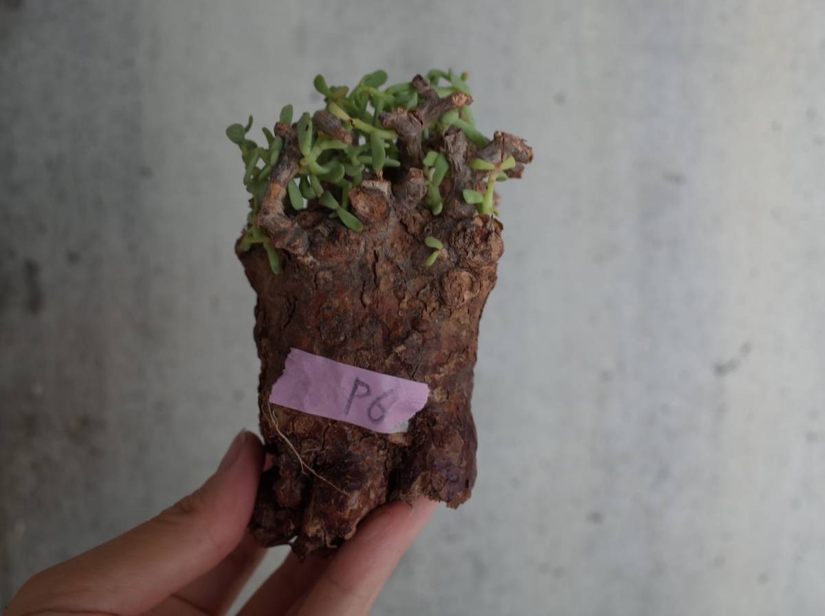 ケラリア・ピグマエア Ceraria pygmaea ピグマエア コーデックス 