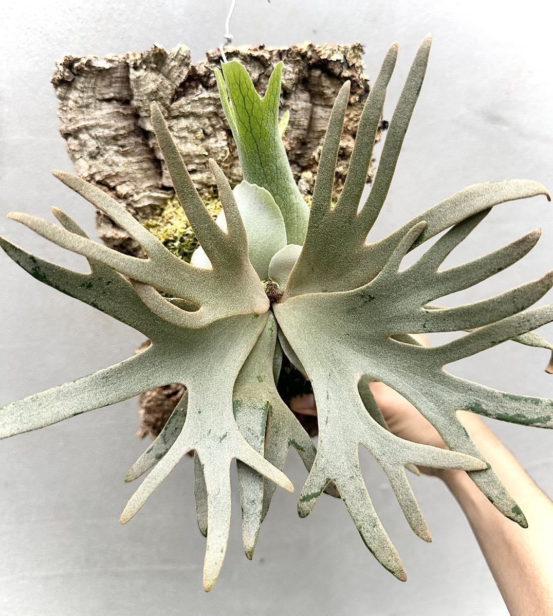 P. willinckii 'Jade Girl' spore grown ウィリンキー【vandaka P. willinckii 'Jade Girl' spore grown ウィリンキー【vandaka