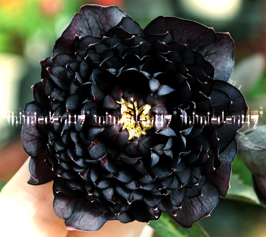 □761 ☆ 超多弁咲き ブラッククレオパトラ ☆《 セルフ交配 》 ☆【 5