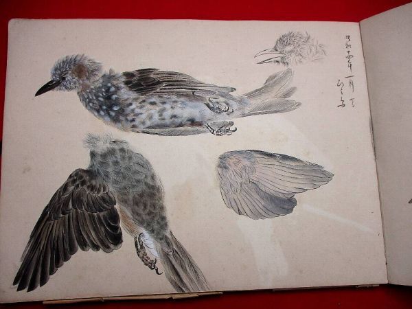 443○ 野鳥 植物 スケッチ帳 大型本 昭和14年 肉筆画 写生 画稿 粉
