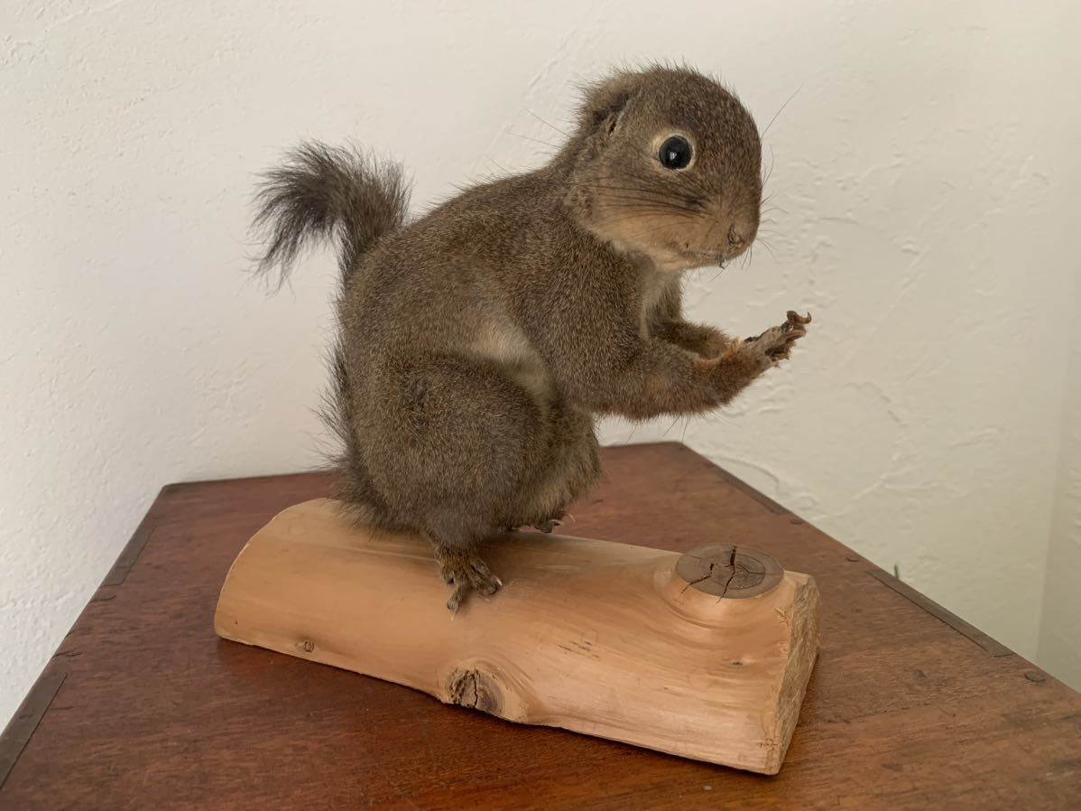 リス 剥製 置物