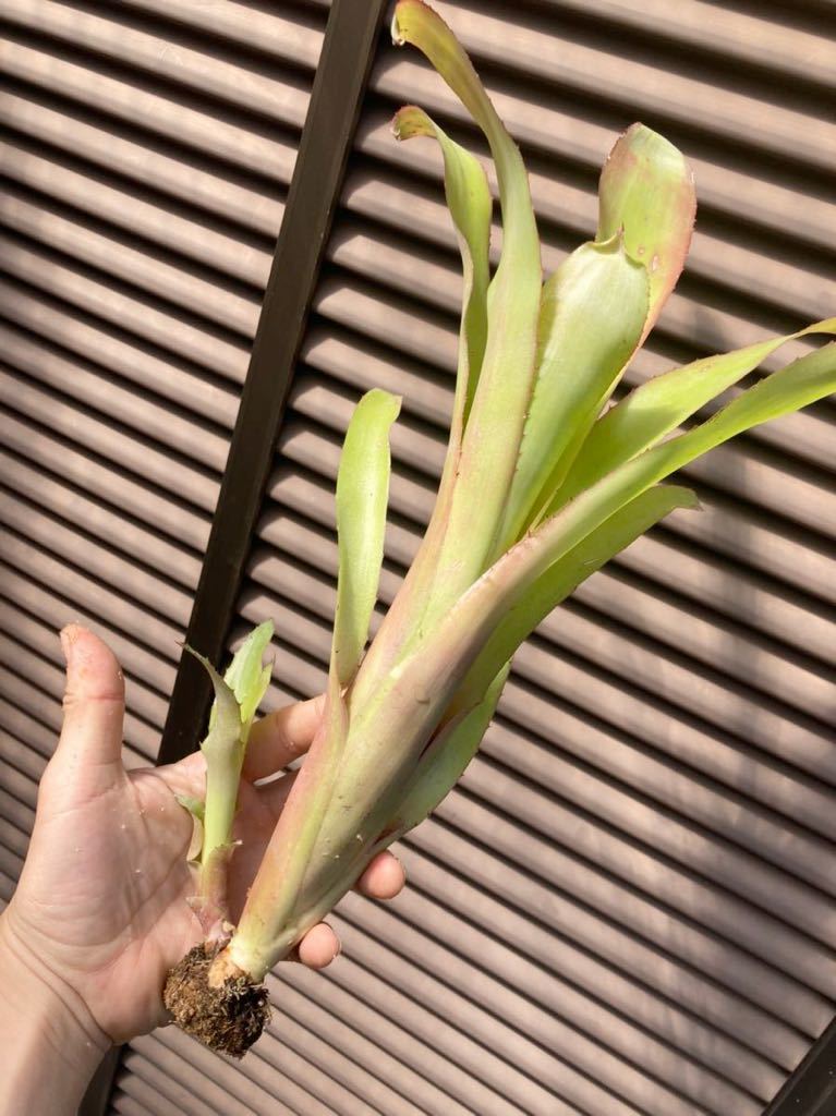 【 Billbergia elegans (speciosa) 】★ビルベルギア・エレガンス / ブロメリア