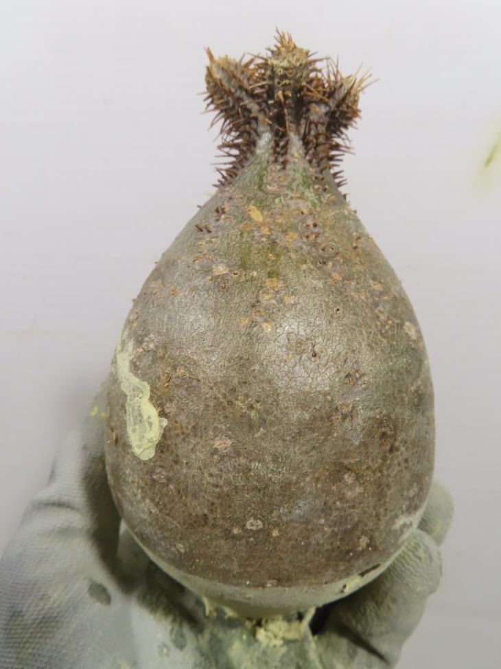 グラキリス 「現地株」パキポディウム ノ182 発根管理 塊根 抜き苗 ク