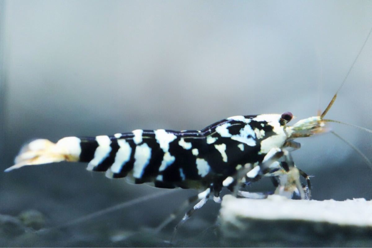 《Howl＆Louis》【黒太極】Black Tiger Bee 若個体 多分♀ 超極上 自宅水槽より ⑧