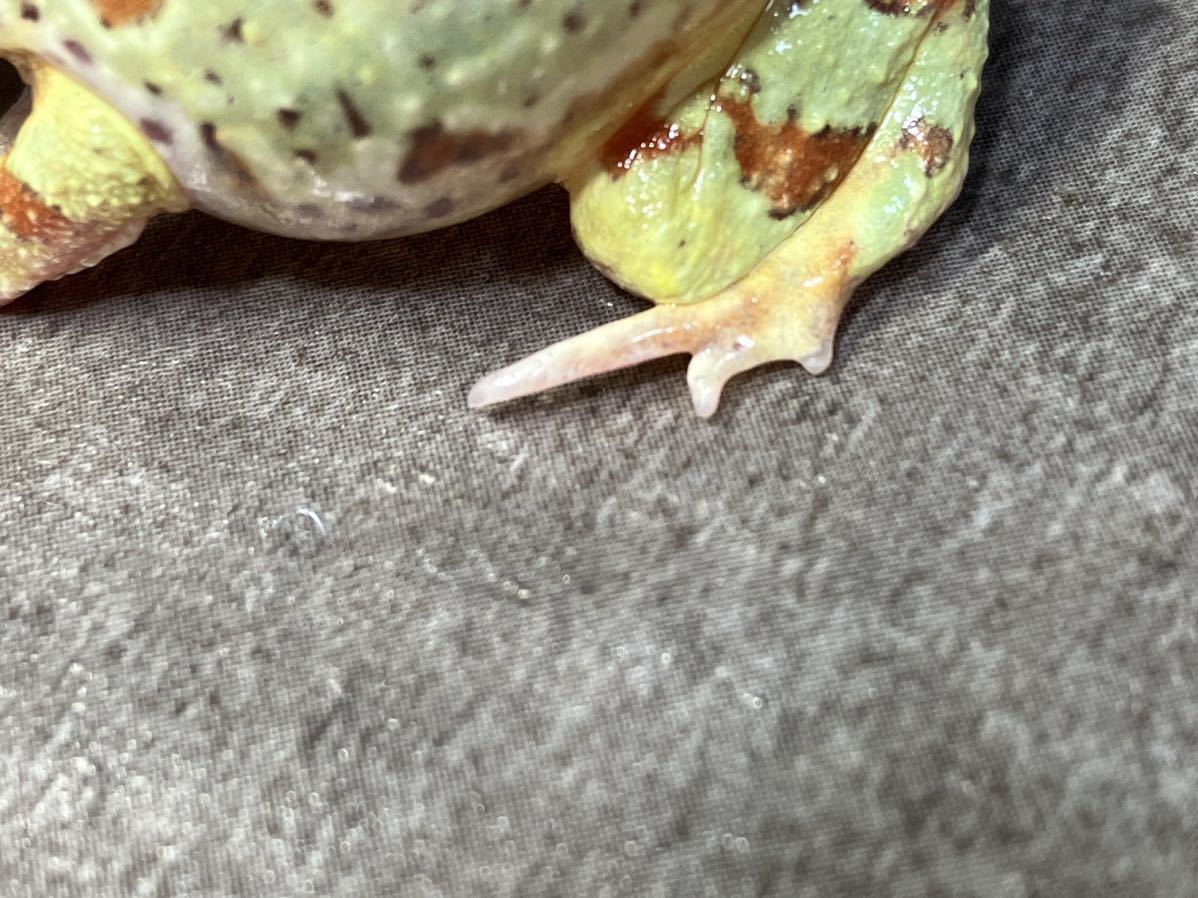 【Bears Frog】クランウェルツノガエル ミュータント血統 (両親エクリプスアイ)おたまじゃくし 3匹 