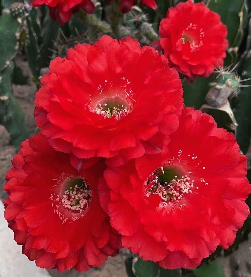 多肉植物 大輪花サボテン レッドチャーミング ウチワサボテン：レッド