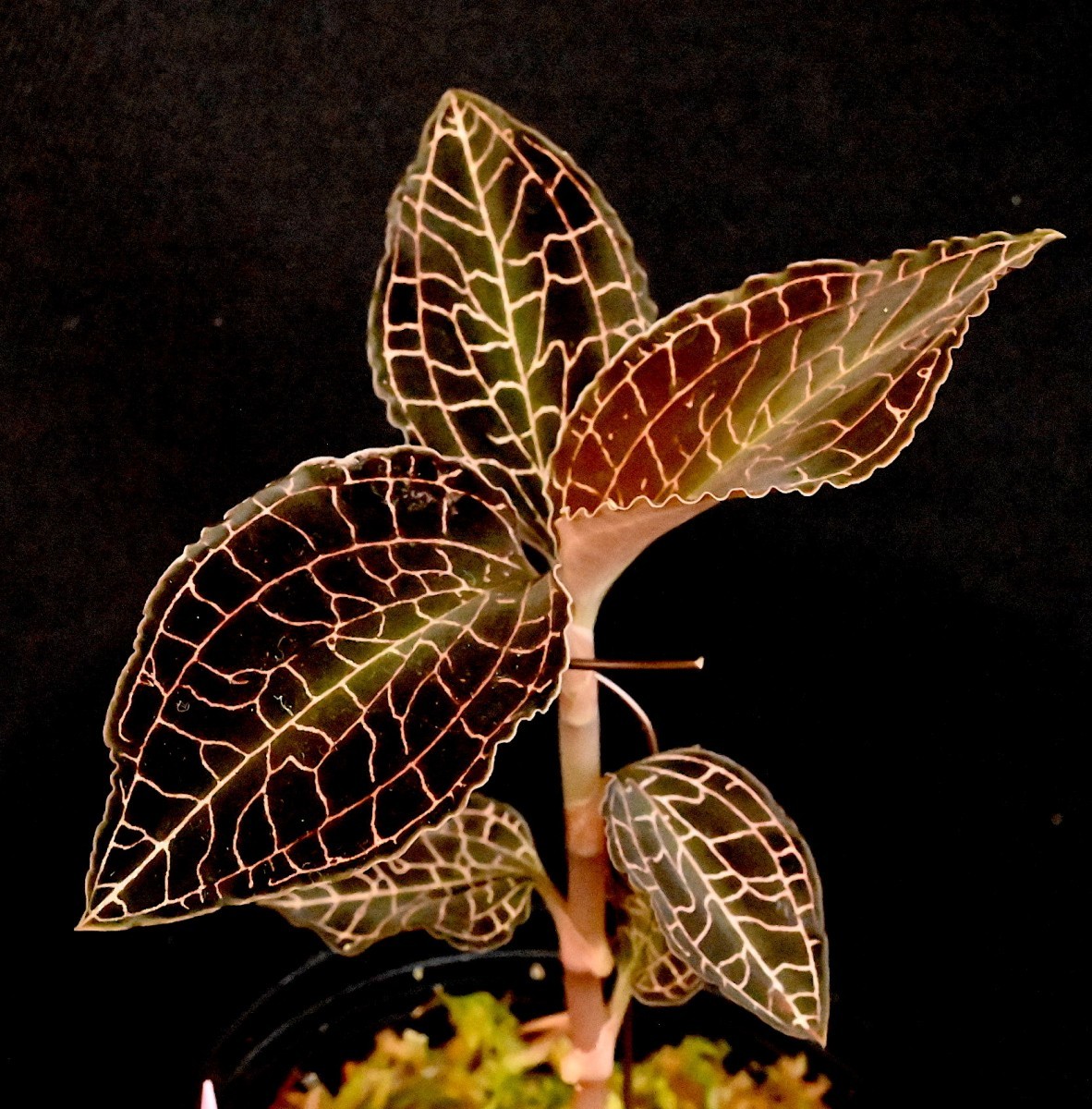 Yahoo!オークション 洋蘭原種 (063) 斑入り Anoectochilus roxburghii