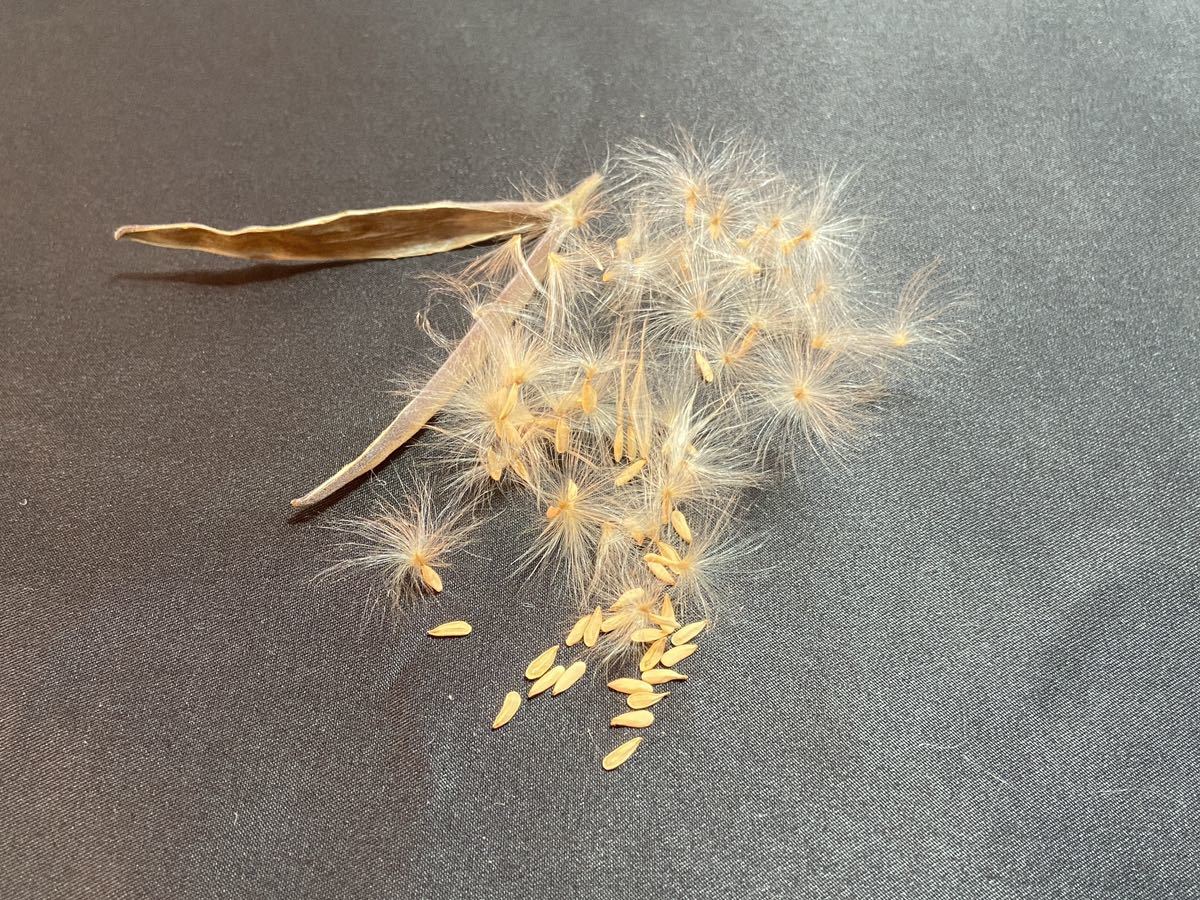 【自家採種】パキポディウム　マカイエンセ　種子　10粒　5 (検　グラキリス　パキプス　塊根植物　多肉植物　観葉植物