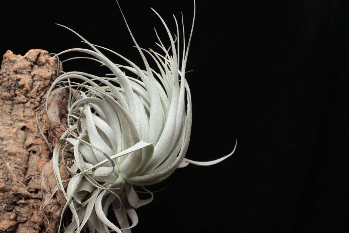 Tillandsia chapeuensis var. tuirriformis From TI ティランジア 