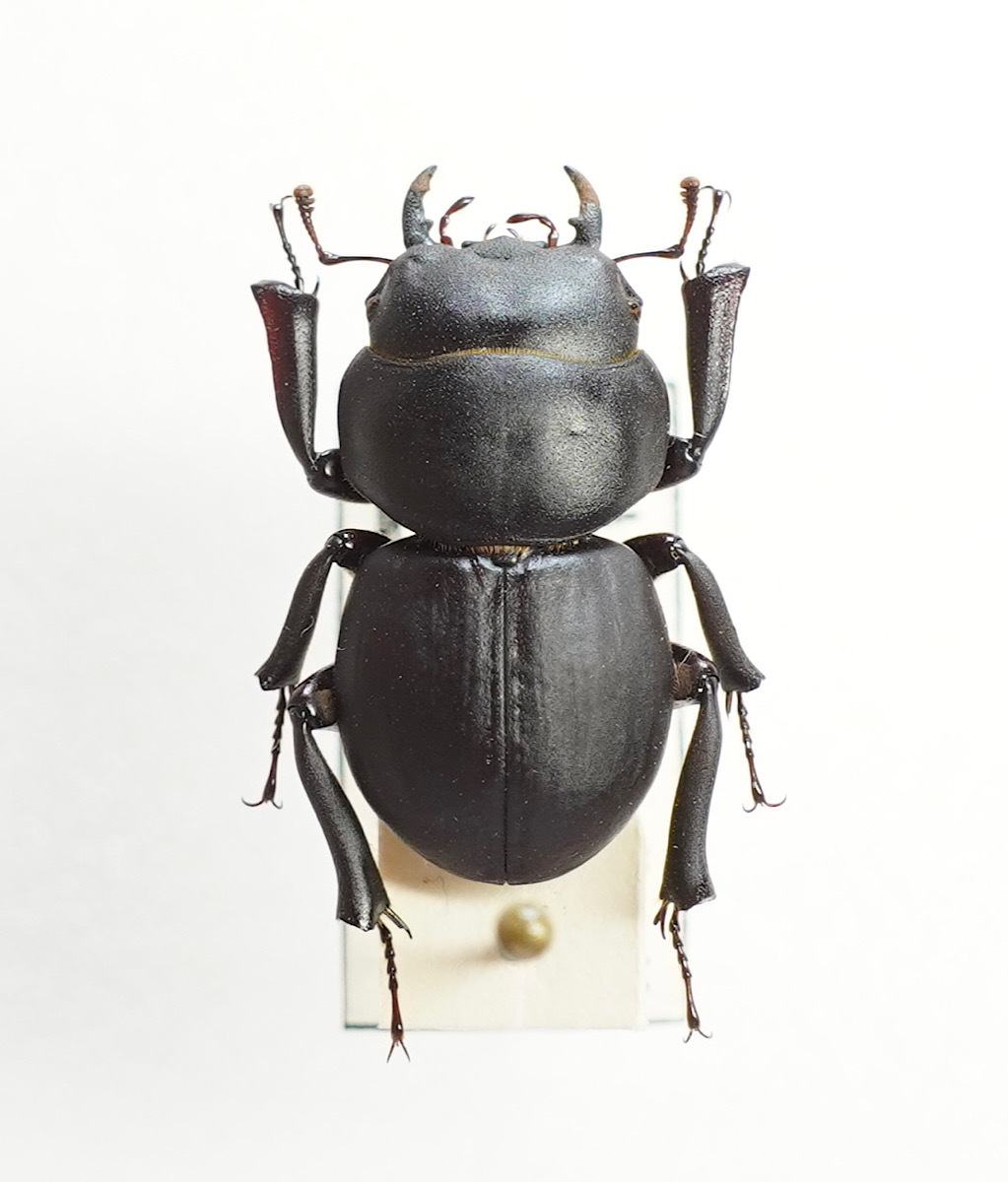 ハワイハネナシクワガタ Apterocyclus honoluluensis (クワガタ 標本