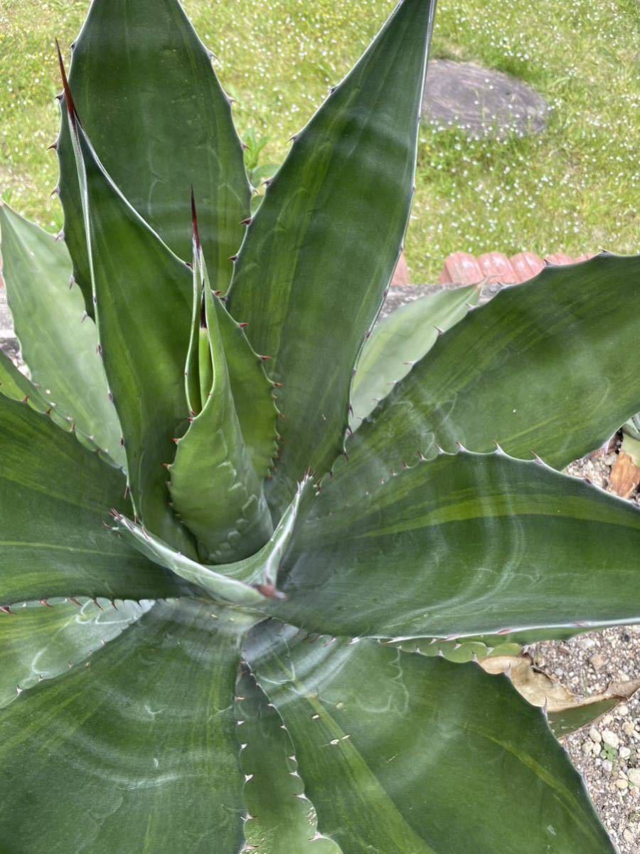 アガベ フェロックス アガベ agave グリンーンゴブレット 斑入り 小株1