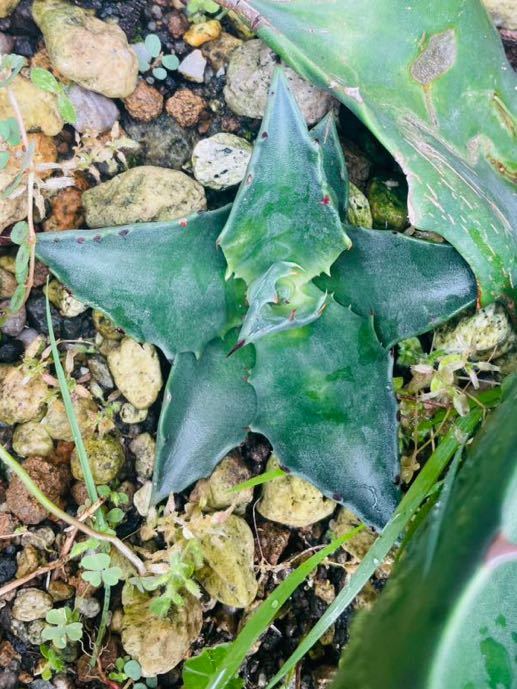 アガベ フェロックス グリーンゴブレット斑入り 縞覆輪 特選子株