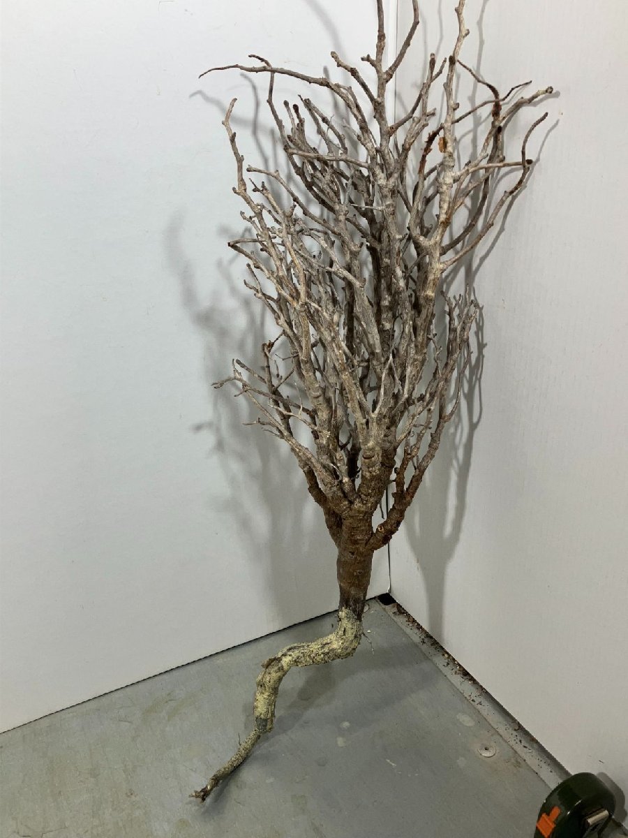 コ1101「塊根植物」センナ　メリディオナリス　大　抜き苗【最新到着・Senna meridionalis・マダガスカル・枝先折れ、枯れアリ】