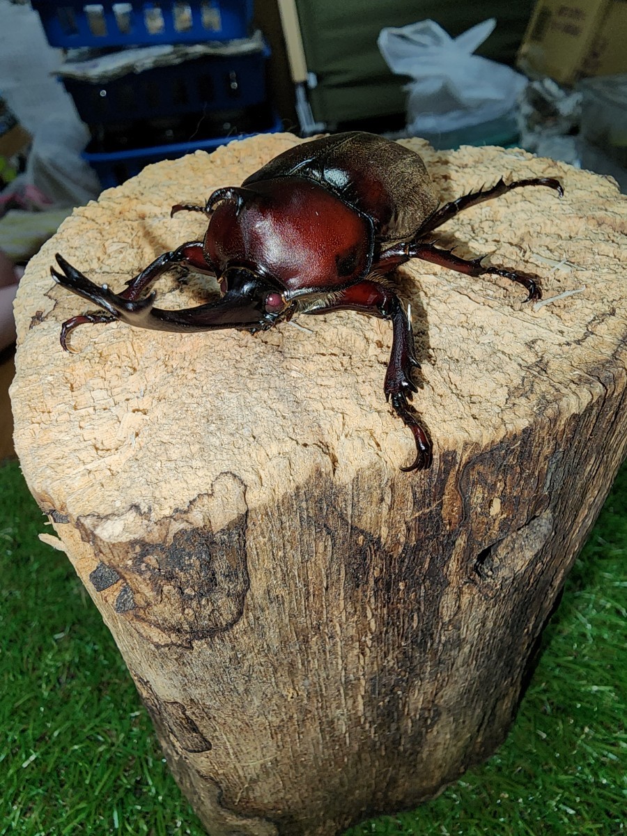 国産カブトムシ　レッドアイレッドボディ【江田島産】♂♀♀トリオ　♂65♀♀フリー