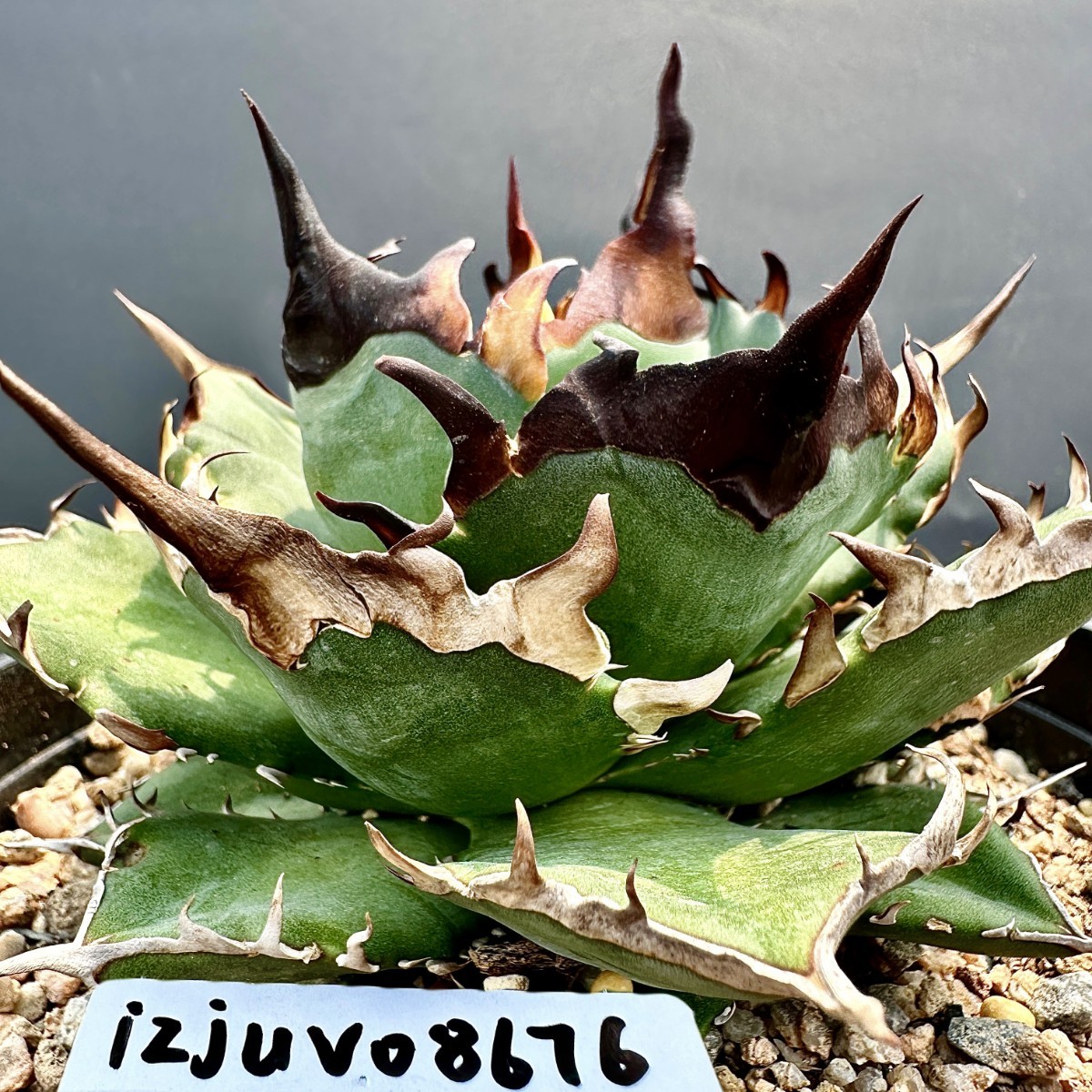 T3 激レア高級品種 アガベ チタノタ ハデス 恐竜牙歯 黒帝斯 良の血統 極上強棘 陽炎狂刺 大甲蓋 包葉形 極上子株