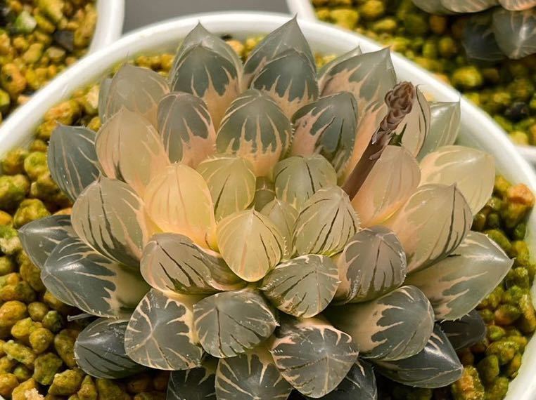 多肉植物 ハオルチア オブツーサ 金色九尾狐 糊斑 8A なかれ