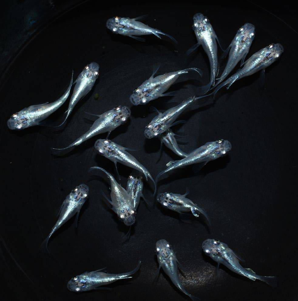 【鈴翔メダカ】幹之ダルマ半ダルマショート　稚魚19匹　現物出品