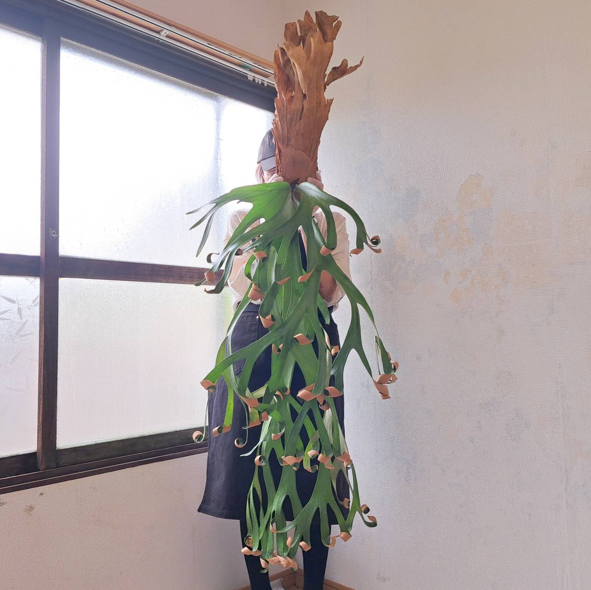 1円スタート 33 ビカクシダ 植物 Platycerium willinckii Roll 