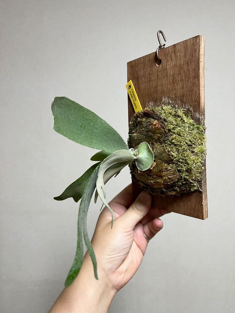 ▽P.willinckii cv Watchara▽ 限定1株 株分け ウィリンキー ワチャラ