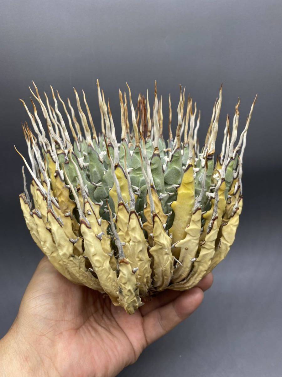 S706-78 陽炎蕾形厚肉粗曲棘アガベ ユタエンシス /Agave utahensis 