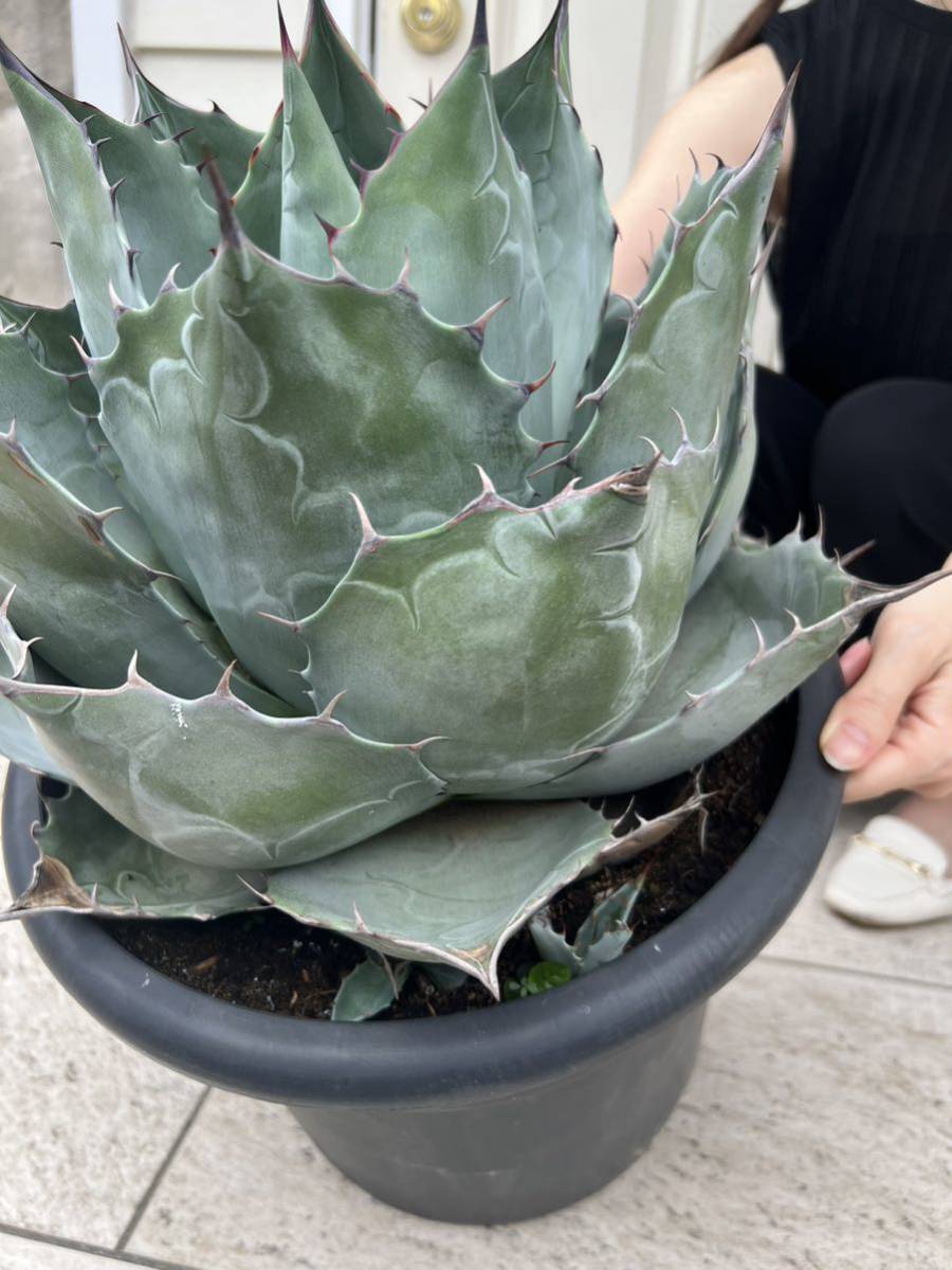 アガベ パラサナ グローブ 大株