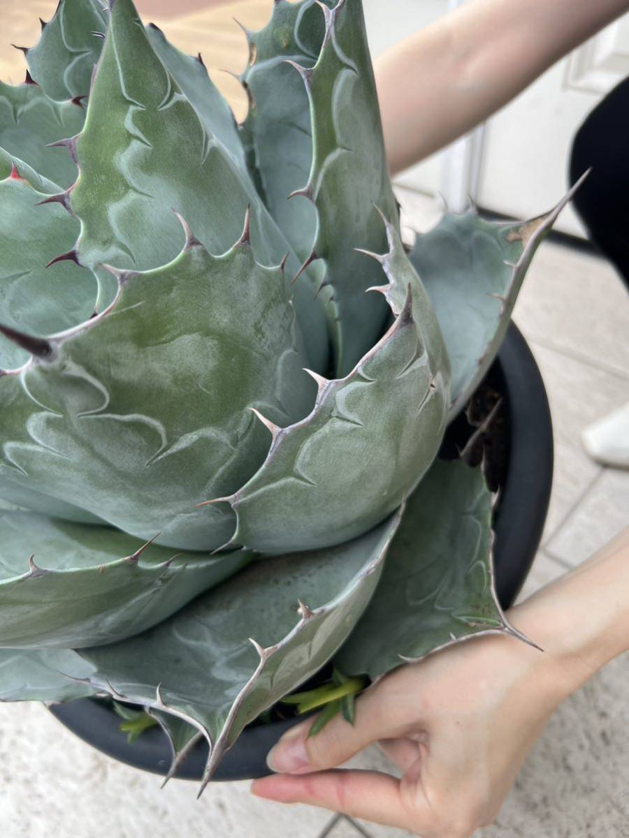 パラサナ グローブ 大株 アガベ ドライガーデン アガベ 大株 パラサナ